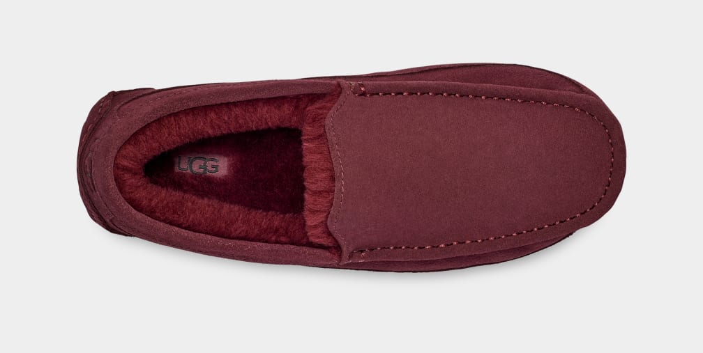 Purple Ugg Ascot Men Moccasins | 765083-MQV